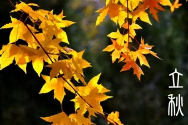 立秋要吃餃子嗎 立秋吃餃子還是面條 立秋要吃餃子嗎 立秋吃餃子還是面條