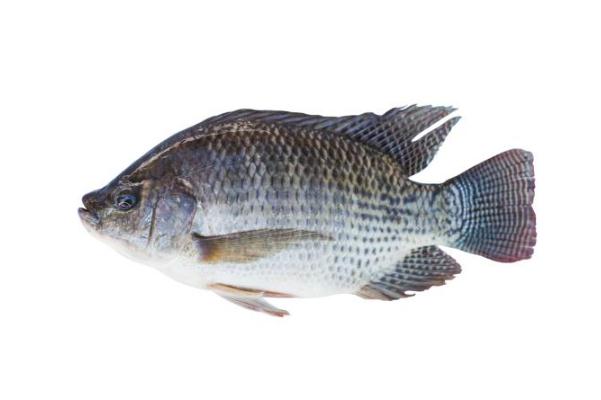 羅非魚的營養(yǎng)價值及功效 羅非魚的家常做法 羅非魚的營養(yǎng)價值及功效 羅非魚的家常做法