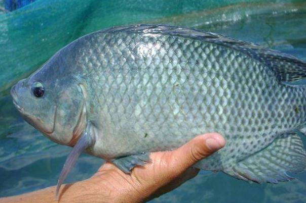 羅非魚是不是很臟 羅非魚刺多不多 羅非魚是不是很臟 羅非魚刺多不多