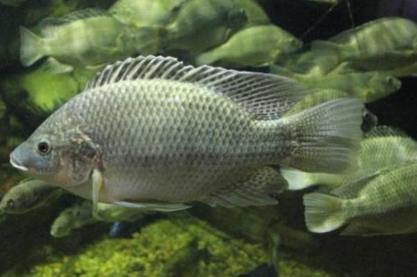 吃羅非魚對身體有害嗎 吃羅非魚會胖嗎 吃羅非魚對身體有害嗎 吃羅非魚會胖嗎