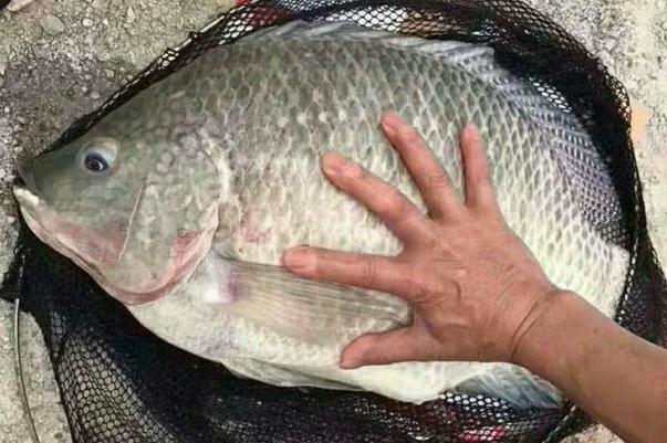 羅非魚是不是很臟 羅非魚刺多不多 羅非魚是不是很臟 羅非魚刺多不多