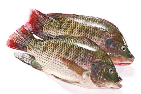 吃羅非魚對身體有害嗎 吃羅非魚會胖嗎 吃羅非魚對身體有害嗎 吃羅非魚會胖嗎