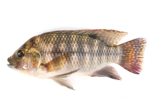 羅非魚(yú)可以生吃嗎 羅非魚(yú)可以清蒸嗎 羅非魚(yú)可以生吃嗎 羅非魚(yú)可以清蒸嗎