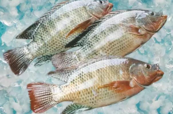 羅非魚(yú)會(huì)過(guò)敏嗎 過(guò)敏體質(zhì)的人可以吃羅非魚(yú)嗎 羅非魚(yú)會(huì)過(guò)敏嗎 過(guò)敏體質(zhì)的人可以吃羅非魚(yú)嗎