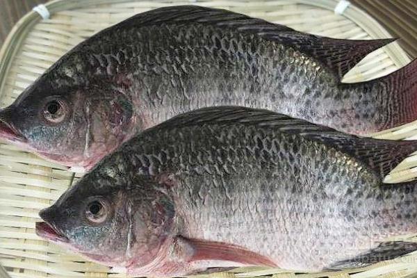 羅非魚是不是很臟 羅非魚刺多不多 羅非魚是不是很臟 羅非魚刺多不多