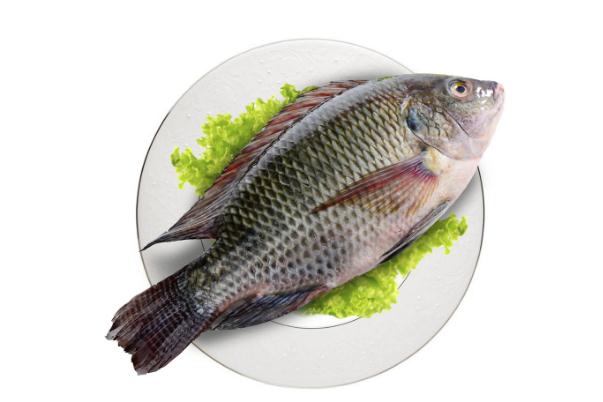 羅非魚的營養(yǎng)價值及功效 羅非魚的家常做法 羅非魚的營養(yǎng)價值及功效 羅非魚的家常做法