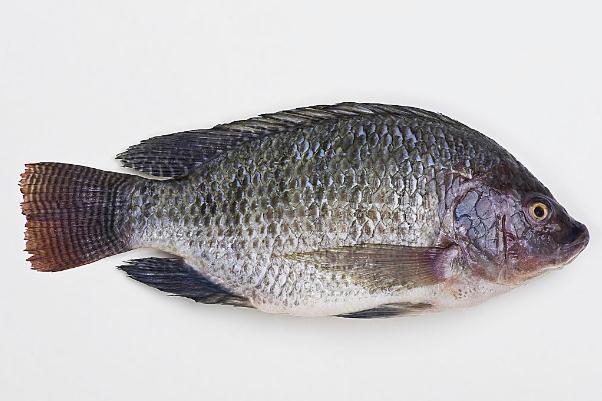 羅非魚(yú)會(huì)過(guò)敏嗎 過(guò)敏體質(zhì)的人可以吃羅非魚(yú)嗎 羅非魚(yú)會(huì)過(guò)敏嗎 過(guò)敏體質(zhì)的人可以吃羅非魚(yú)嗎