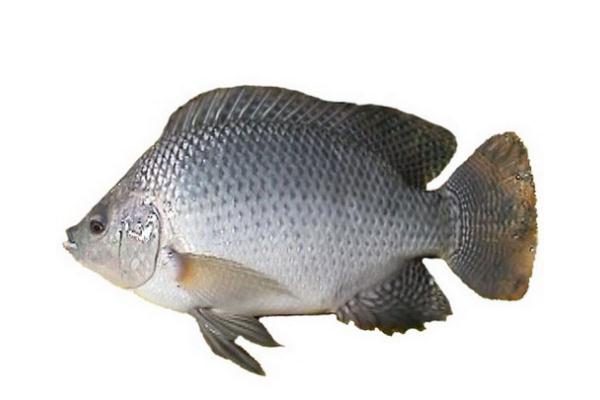 吃羅非魚對生育有影響嗎 吃羅非魚對腎不好 吃羅非魚對生育有影響嗎 吃羅非魚對腎不好