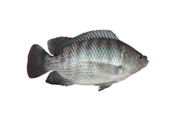 吃羅非魚對身體有害嗎 吃羅非魚會胖嗎 吃羅非魚對身體有害嗎 吃羅非魚會胖嗎