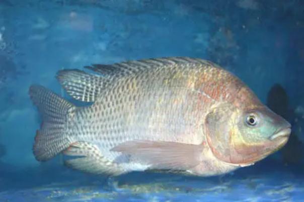 吃羅非魚對生育有影響嗎 吃羅非魚對腎不好 吃羅非魚對生育有影響嗎 吃羅非魚對腎不好