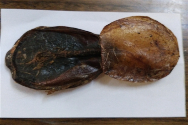 麝香的作用和功效 麝香有什么危害 麝香的作用和功效 麝香有什么危害