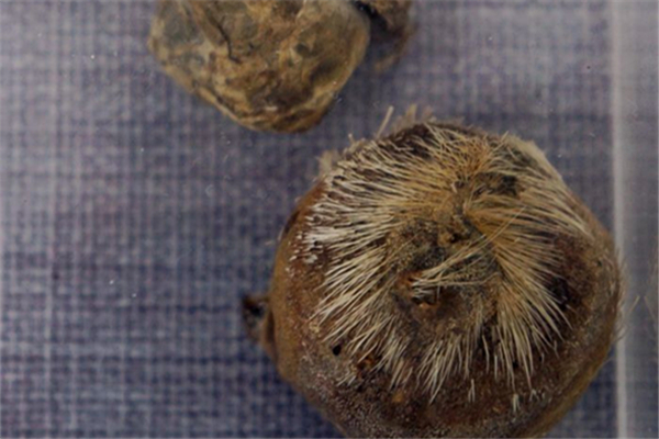 麝香對(duì)孕婦的影響 麝香會(huì)導(dǎo)致不孕不育嗎 麝香對(duì)孕婦的影響 麝香會(huì)導(dǎo)致不孕不育嗎