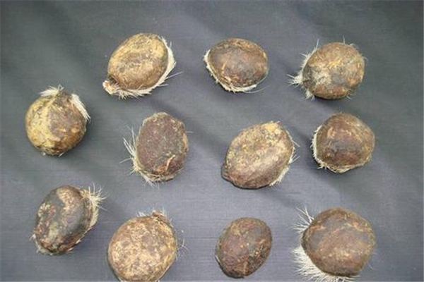 麝香有助于睡眠嗎 麝香會睡眠有影響嗎 麝香有助于睡眠嗎 麝香會睡眠有影響嗎