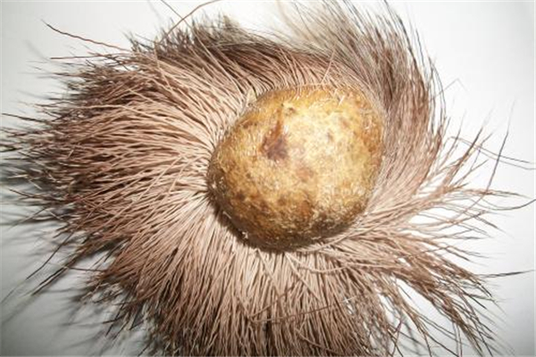 麝香會導(dǎo)致月經(jīng)不正常嗎 麝香會影響月經(jīng)嗎 麝香會導(dǎo)致月經(jīng)不正常嗎 麝香會影響月經(jīng)嗎