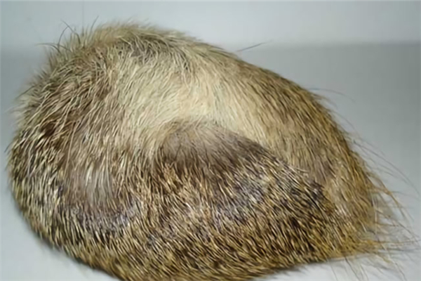 麝香用在化妝品里的功效 香水里有麝香成分嗎 麝香用在化妝品里的功效 香水里有麝香成分嗎