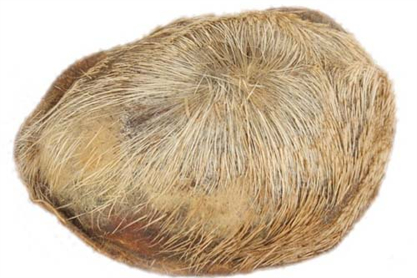 麝香用在化妝品里的功效 香水里有麝香成分嗎 麝香用在化妝品里的功效 香水里有麝香成分嗎