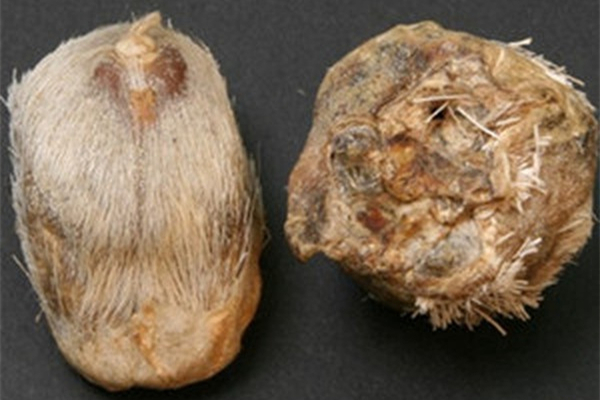 麝香對(duì)孕婦的影響 麝香會(huì)導(dǎo)致不孕不育嗎 麝香對(duì)孕婦的影響 麝香會(huì)導(dǎo)致不孕不育嗎