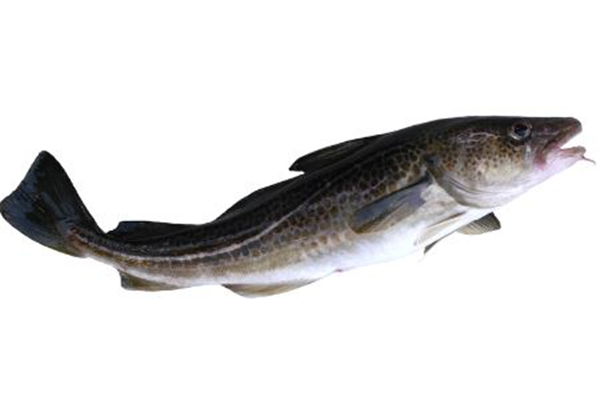 黑魚感覺肉不軟是怎么回事 黑魚口感是什么樣的 黑魚感覺肉不軟是怎么回事 黑魚口感是什么樣的