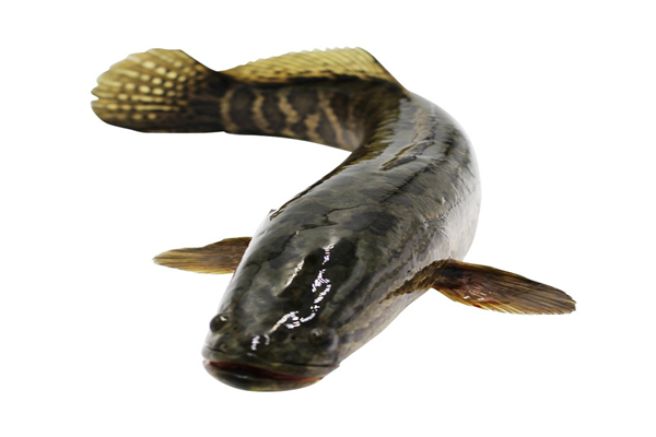 黑魚(yú)身上的粘液可以吃嗎 黑魚(yú)身上粘液怎么洗才干凈 黑魚(yú)身上的粘液可以吃嗎 黑魚(yú)身上粘液怎么洗才干凈