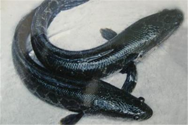 黑魚有沒有魚腥線 黑魚怎么去腥味 黑魚有沒有魚腥線 黑魚怎么去腥味