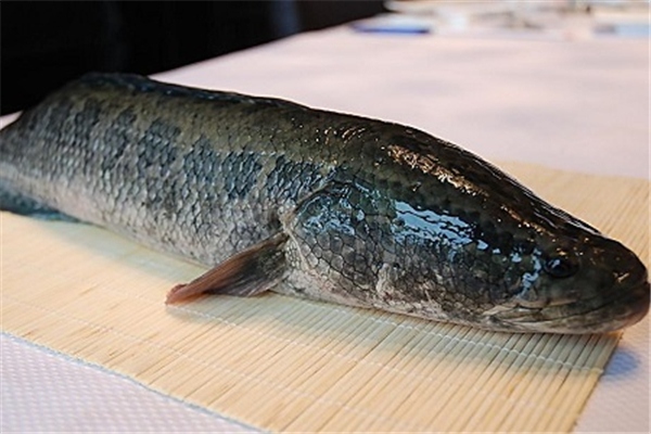 黑魚(yú)適合寶寶吃嗎 黑魚(yú)適合什么人吃 黑魚(yú)適合寶寶吃嗎 黑魚(yú)適合什么人吃