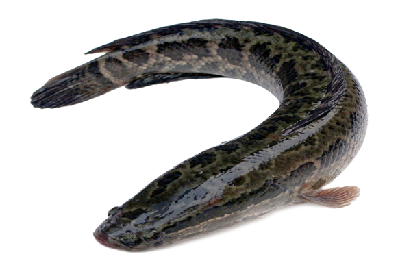 黑魚營養(yǎng)價值高不高 黑魚營養(yǎng)高還是鯽魚高 黑魚營養(yǎng)價值高不高 黑魚營養(yǎng)高還是鯽魚高