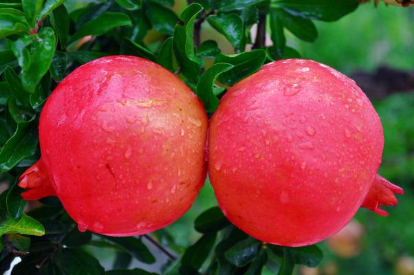 石榴的熱量高嗎 吃石榴會胖嗎 石榴的熱量高嗎 吃石榴會胖嗎