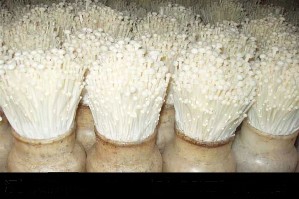 金針菇要煮多久才可以吃 金針菇煮不熟有毒嗎 金針菇要煮多久才可以吃 金針菇煮不熟有毒嗎