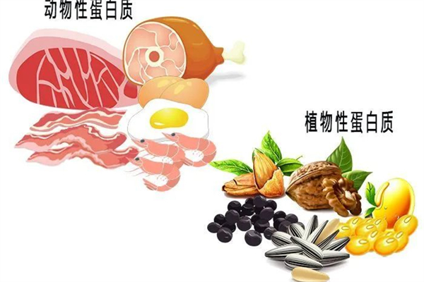 蛋白質(zhì)減肥法一個(gè)月能瘦多少 蛋白質(zhì)減肥的原理和方法 蛋白質(zhì)減肥法一個(gè)月能瘦多少 蛋白質(zhì)減肥的原理和方法