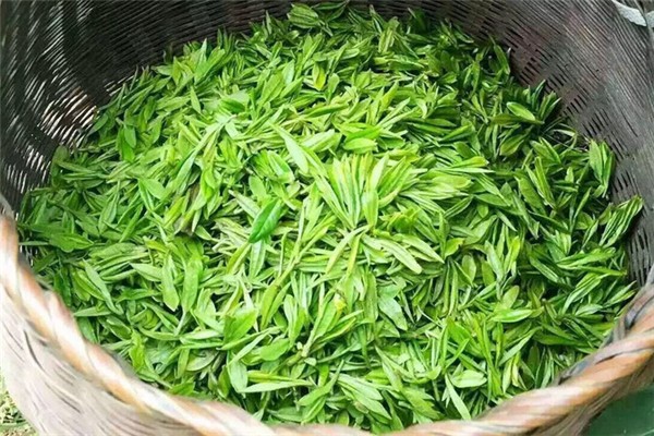 西湖龍井用多少度的水來泡 西湖龍井的口感和特點 西湖龍井用多少度的水來泡 西湖龍井的口感和特點