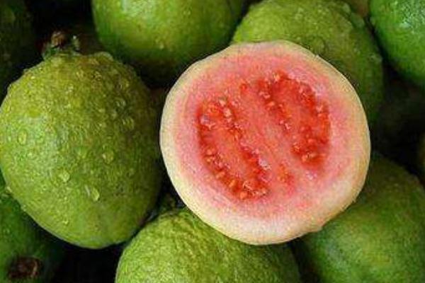 番石榴是什么季節(jié)的水果 番石榴是芭樂嗎