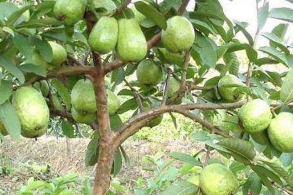 番石榴孕婦可以吃嗎 番石榴孕婦吃了有什么好處 番石榴孕婦可以吃嗎 番石榴孕婦吃了有什么好處