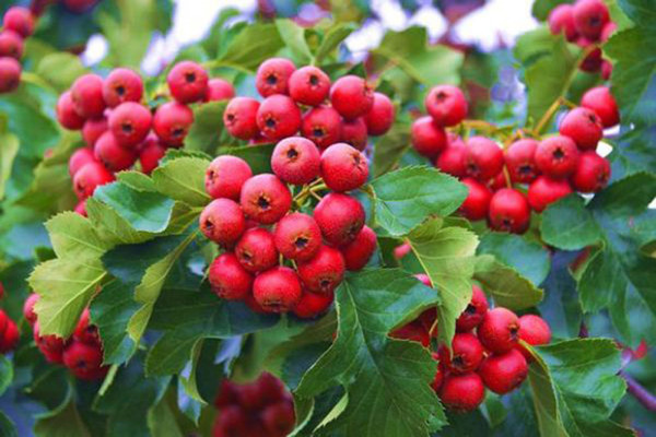 山楂能降血壓嗎 山楂能降血糖嗎 山楂能降血壓嗎 山楂能降血糖嗎