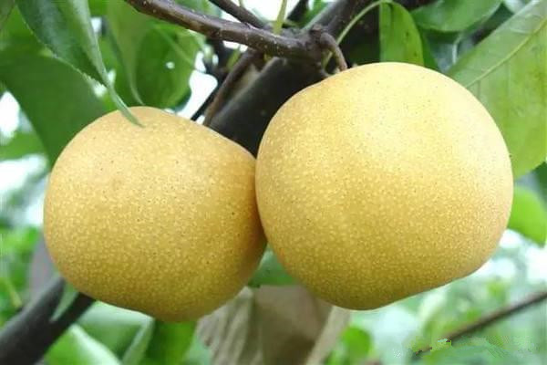 雪梨可以空腹吃嗎 空腹吃雪梨好嗎 雪梨可以空腹吃嗎 空腹吃雪梨好嗎