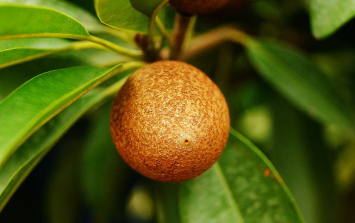 人參果可以熬粥嗎 人參果帶皮吃還是削皮吃 人參果可以熬粥嗎 人參果帶皮吃還是削皮吃