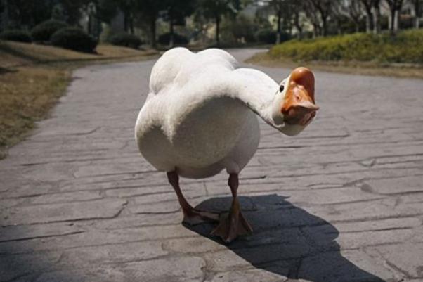 老人散步時被兩只大白鵝攻擊致殘 散步有什么好處嗎 老人散步時被兩只大白鵝攻擊致殘 散步有什么好處嗎