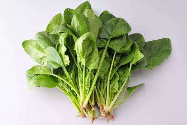 菠菜能生吃嗎 菠菜是減肥的嗎 菠菜能生吃嗎 菠菜是減肥的嗎