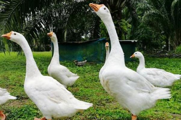 老人散步時被兩只大白鵝攻擊致殘 散步有什么好處嗎 老人散步時被兩只大白鵝攻擊致殘 散步有什么好處嗎