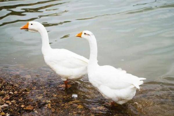 老人散步時被兩只大白鵝攻擊致殘 散步有什么好處嗎 老人散步時被兩只大白鵝攻擊致殘 散步有什么好處嗎