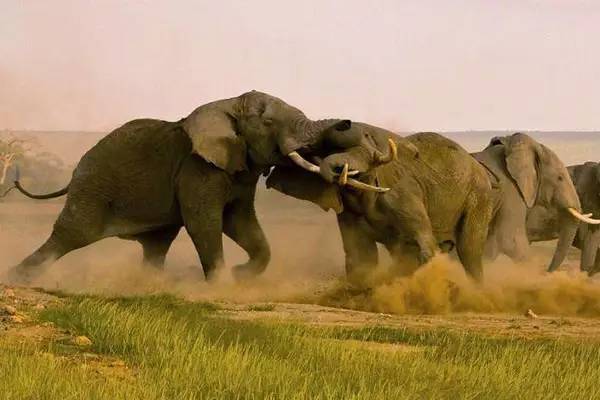 司機(jī)夜行遇野象襲擊教科書式自救 在野外遇到大象怎么辦 司機(jī)夜行遇野象襲擊教科書式自救 在野外遇到大象怎么辦