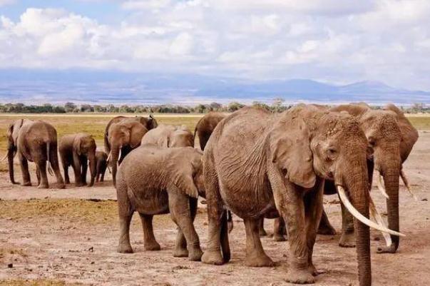 今后亞洲象還可能出現(xiàn)大范圍遷移 亞洲象是幾級(jí)保護(hù)動(dòng)物 今后亞洲象還可能出現(xiàn)大范圍遷移 亞洲象是幾級(jí)保護(hù)動(dòng)物
