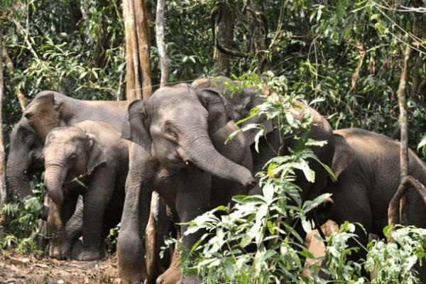 今后亞洲象還可能出現(xiàn)大范圍遷移 亞洲象是幾級(jí)保護(hù)動(dòng)物 今后亞洲象還可能出現(xiàn)大范圍遷移 亞洲象是幾級(jí)保護(hù)動(dòng)物
