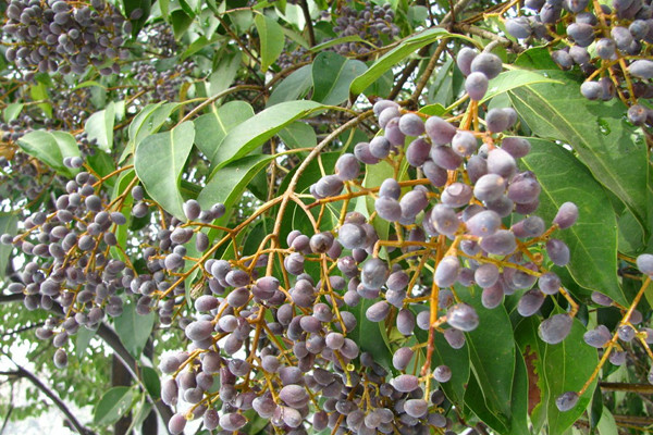 女貞子可以泡水喝嗎 女貞子泡水喝的功效