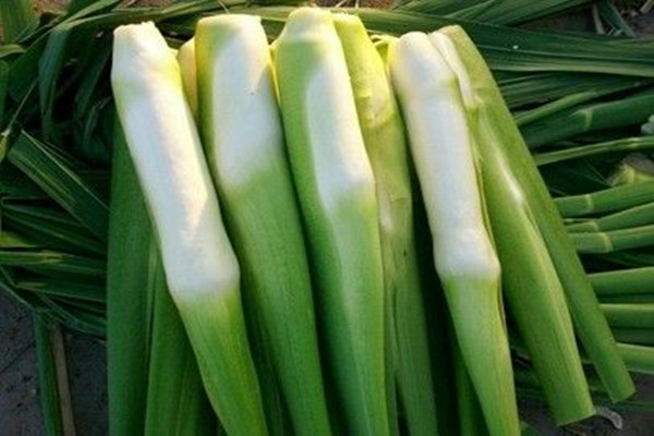 茭白會脹氣嗎 茭白會胖嗎 茭白會脹氣嗎 茭白會胖嗎