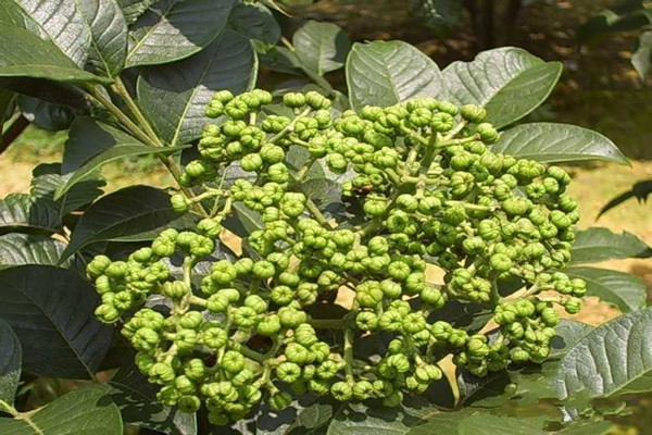 吳茱萸的功效與作用 吳茱萸的副作用 吳茱萸的功效與作用 吳茱萸的副作用