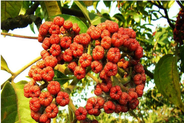 吳茱萸的功效與作用 吳茱萸的副作用 吳茱萸的功效與作用 吳茱萸的副作用