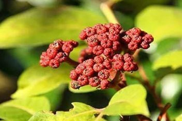 吳茱萸能治療失眠嗎 吳茱萸能治高血壓?jiǎn)? alt=