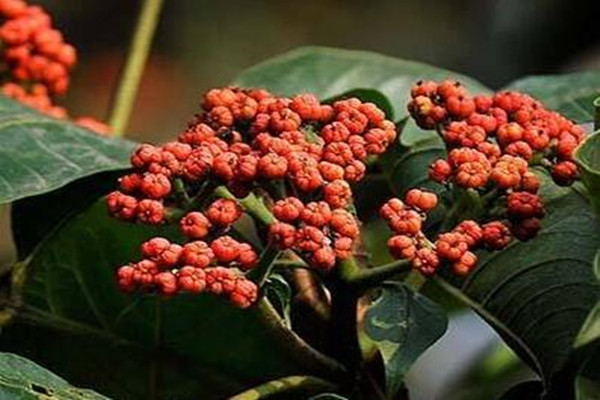 吳茱萸能治療失眠嗎 吳茱萸能治高血壓?jiǎn)? alt=