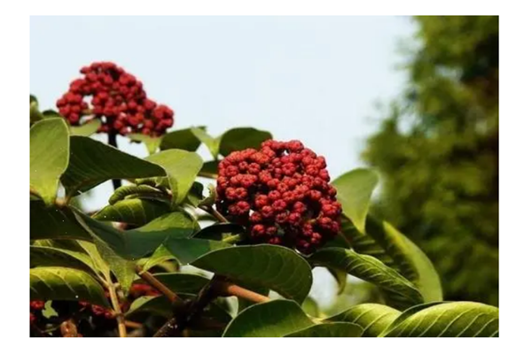 吳茱萸能治療失眠嗎 吳茱萸能治高血壓?jiǎn)? alt=