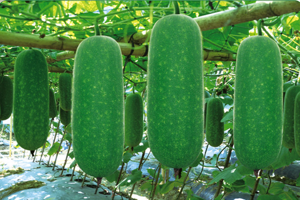 節(jié)瓜適合什么人吃 節(jié)瓜的營養(yǎng)成分 節(jié)瓜適合什么人吃 節(jié)瓜的營養(yǎng)成分